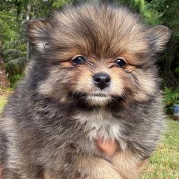 McIntosh (Mac) - Tri-colored male Pomeranian puppy in Port Angeles, Washington from Pacific Northwest Pomeranians