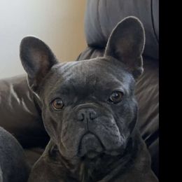 Wendy - French Bulldog