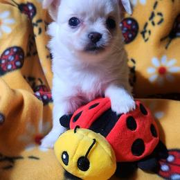 Lacey - Cream female Chihuahua puppy in Gerald, Missouri from OutLaw Chihuahua's
