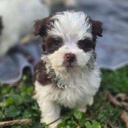 Nugget - Chocolate male Havanese puppy in Columbus, Ohio from Havanese Puppies Columbus