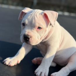 Rain - Blue tri-color female American Bully puppy in Princeton, Texas from District 12 Kennels