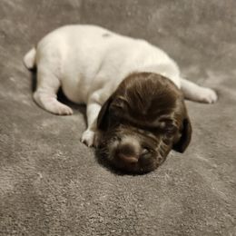 Winston - Liver and white male German Shorthaired Pointer puppy in Norwich, Connecticut from Parker's Pointers