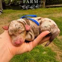 Nacho - Blue merle male Aussiedoodle puppy in Mulino, Oregon from Korbella Farm