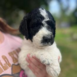 Uno - Parti male Goldendoodle puppy in Lancaster, Pennsylvania from Doodles in the Skye