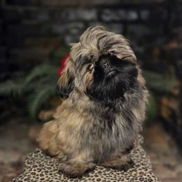 AKC Snickers - Brindle male Shih Tzu puppy in Smithville, Georgia from The Luckie Puppy