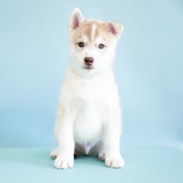 Vin - Red and white male Siberian Husky puppy in Meadow Vista, California from Thistle Hill Siberians