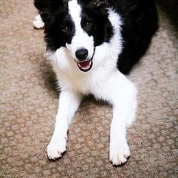 Aspen - Border Collie