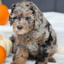 Teal Paws Dark merle - Merle male Goldendoodle puppy in Rush, New York from Care Bear Puppies