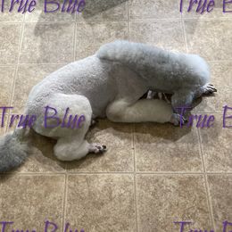 Aries - Poodle