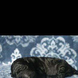 Assorted Doodle Crosses Puppies from Doodles Domain