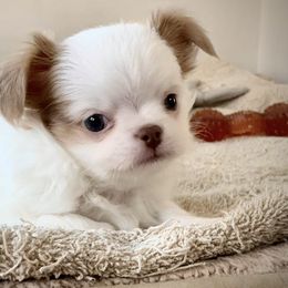 KG Blue's Don't Worry Be Happy - Red and white male Chihuahua puppy in Milan, Indiana from Heartland Pomeranians and Chihuahuas