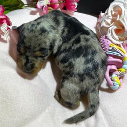 Cookie 2850 - Dapple female Dachshund puppy in Oscoda, Michigan from Northland Dachshunds