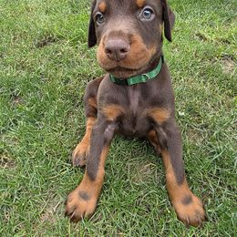 Bruce - Red and rust male Doberman Pinscher puppy in Anderson, Indiana from Legendary Kennels