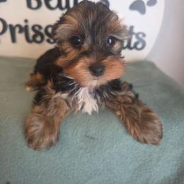 Dash - Black and tan male Yorkshire Terrier puppy in Clermont, Florida from Bella's Prissy Butts