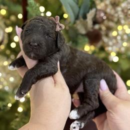 KitKat - Chocolate female Goldendoodle puppy in Miami, Florida from Jade’s Paws & Co. Of Miami LLC