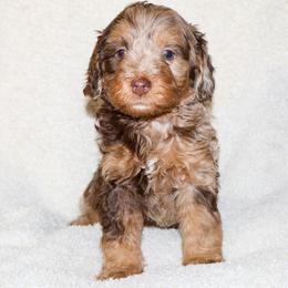 Louis Vuitton - Chocolate merle male Bernedoodle puppy in Ohio from Moore Doodles