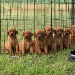Labrador Retriever Puppies from Cactus Rose Labradors