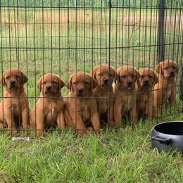 Labrador Retriever Puppies from Cactus Rose Labradors