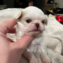 Girl 2 - Lemon and white female Japanese Chin puppy in Little Rock, Arkansas from Montra Japanese Chin & Cavalier King Charles Spaniels