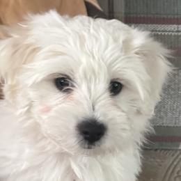 Cotons de Tulear from My Sweet Cotons