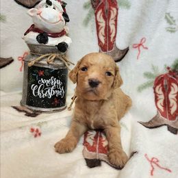 Wesson - Red  male Goldendoodle puppy in Tazewell, Tennessee from Legacy Bostons and Goldendoodles