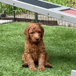 Archie - Red - Red  male Poodle puppy in Keedysville, Maryland from Sunshine Red Standard Poodles