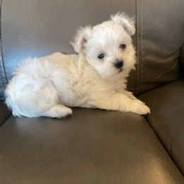 Maltese Puppies from Patti Trent