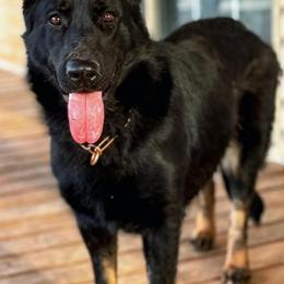 Radar - German Shepherd