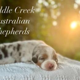Girl 1 - Blue merle female Australian Shepherd puppy in Mount Sterling, Kentucky from Saddle Creek Australian Shepherds