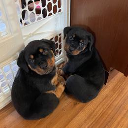 Rottweiler Puppies from Gregory Mulkey's Rottweilers
