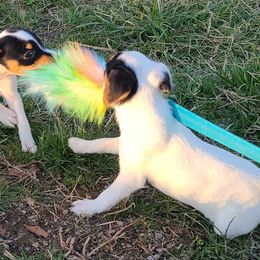 Companion Cross, Russell Terrier, and Yorkshire Terrier Puppies from Working W Kennels