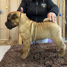 Chinese Shar-Pei Puppies from Blackwitch Farms