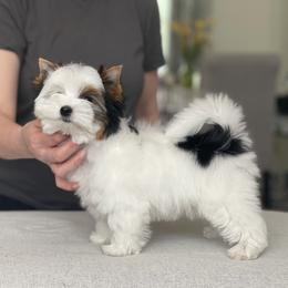 Biewer Terrier Puppies from My Beautiful Tribe