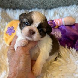 AKC - Winnie Champion Bloodline - Red and white female Shih Tzu puppy in Long Beach, California from Prieto Shih-Tzu's