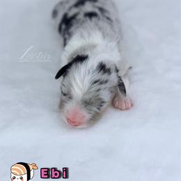 Ebi - Blue merle female Australian Shepherd puppy in Jonesborough, Tennessee from Lotus Australian Shepherds