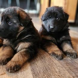 German Shepherd Puppies from Valhalla German Shepherds