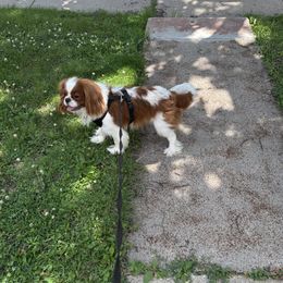 Mac - Cavalier King Charles Spaniel