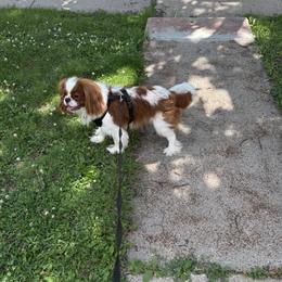 Mac - Cavalier King Charles Spaniel