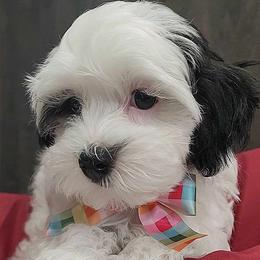 Maltese, Maltipoo, and Morkie Puppies from The Aristocratic Puppy Patch