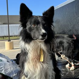 Sam - Border Collie