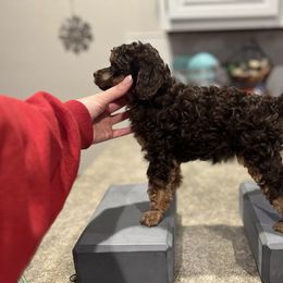 Bernedoodle, Bernese Mountain Dog, Cockapoo, Goldendoodle, and Poodle Puppies from Kallams Bernedoodles & Bernese Mountain Dogs