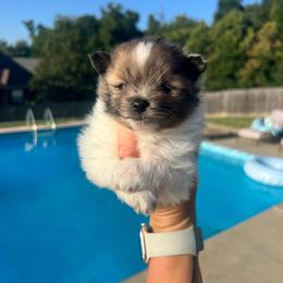 Bluey - Blue parti male Pomeranian puppy in Hernando, Mississippi from The Pom Squad