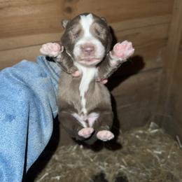 Boy 1 - Brown and white male Siberian Husky puppy in Iron River, Wisconsin from Wiemeri Siberians