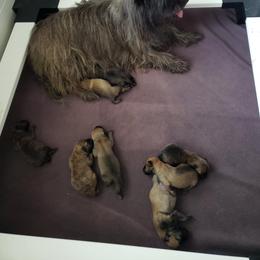Wheaten - Wheaten brindle female Cairn Terrier puppy in Centerville, Texas from Cedar Forrest Terriers LLC (Cairns & Australian Terriers)