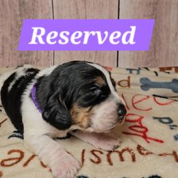 Good Girls - Black white and brown female Basset Hound puppy in Rio Grande City, Texas from Hounds All Night