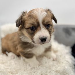 Snickers-Black collar male - Sable male Pembroke Welsh Corgi puppy in Benjamin, Utah from Nuna’s  Corgis