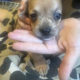 Rombus - Cream and white male Chihuahua puppy in Polo, Missouri from Blue Tails Farm