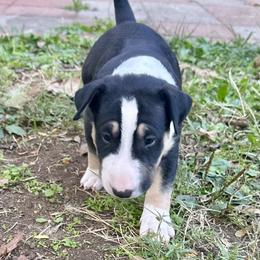 Bull Terrier Puppies from Lynn Hill Bull Terriers