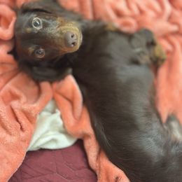 JB - Chocolate and tan male Dachshund puppy in Lakeland, Florida from Elite Doxies Florida