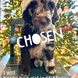 Patty - female Newfypoo puppy in Jackson, Missouri from Two Sisters Ranch, LLC